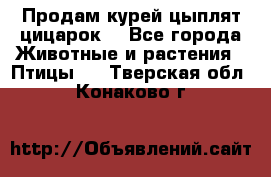 Продам курей цыплят,цицарок. - Все города Животные и растения » Птицы   . Тверская обл.,Конаково г.